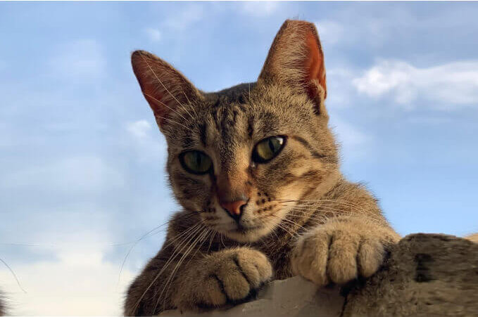 Betreute Katzen in Kroatien
