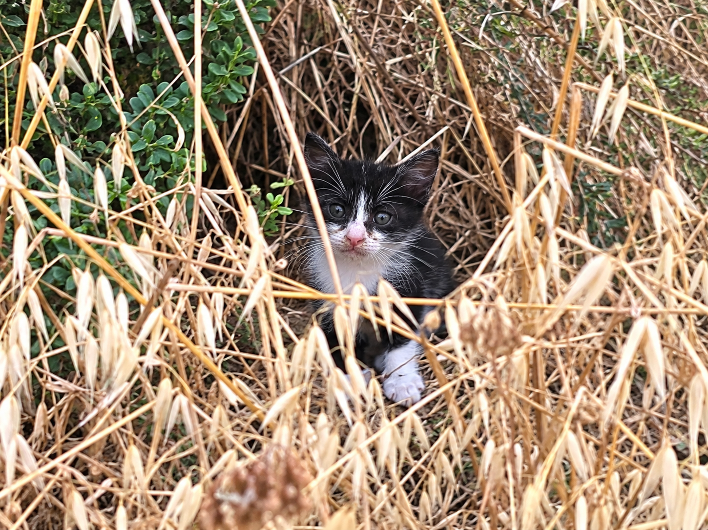Der etwa vier Wochen alte Leo, ein schwarz-weisses Katzenbaby, versteckt im trockenen Gras in Istrien.